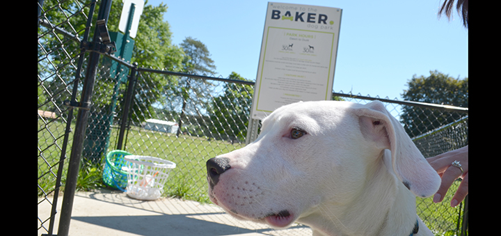 Council Members Continue To Discuss Solutions For Baker Dog Park